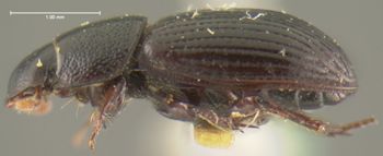 Media type: image;   Entomology 24767 Aspect: habitus lateral view